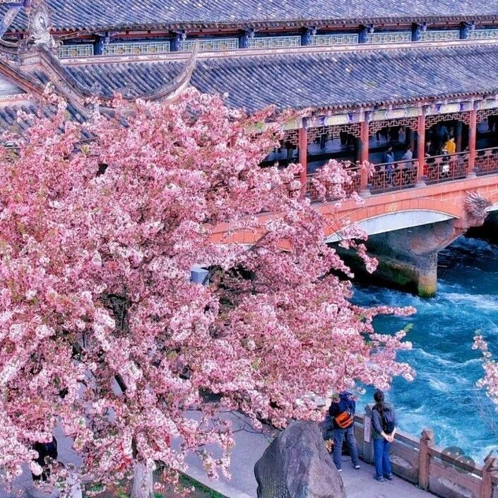 雨天,打开都江堰“隐藏副本”,这场春日ASMR太治愈了!