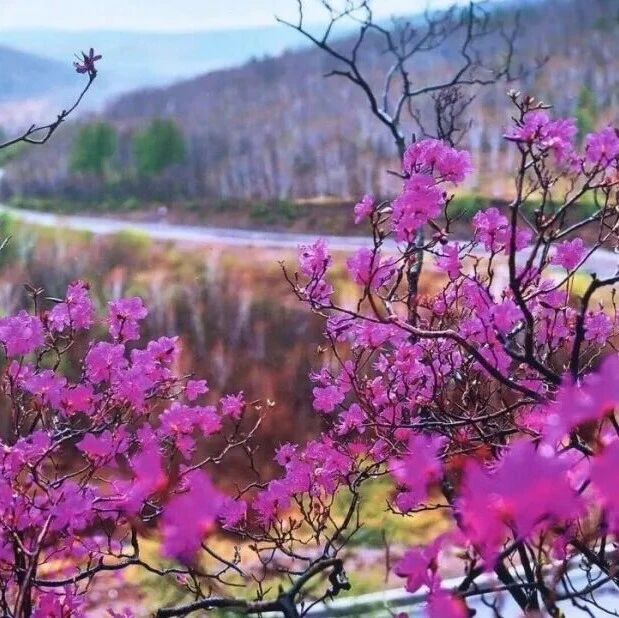 破冰迎春 焕心启航|循迹阿尔山,共赴冰与花的杜鹃赏游之约
