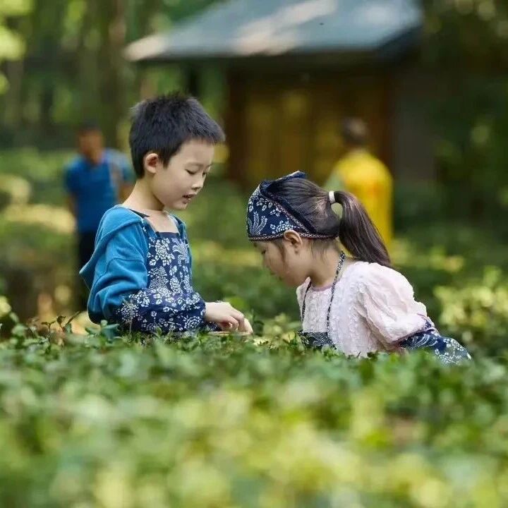 做了不起的“小茶匠”