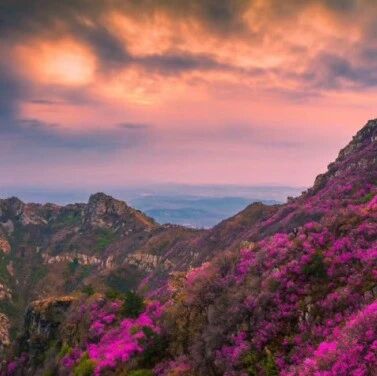 2026大连大黑山杜鹃花海季活动启动