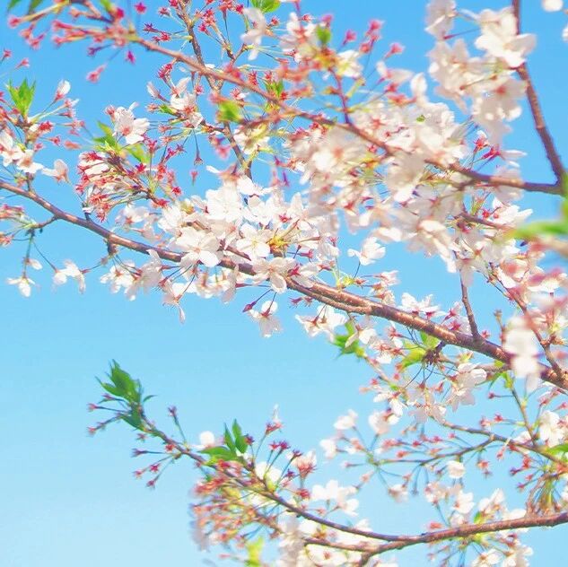 别辜负春天!4月太姥山进入颜值巅峰,这份赏花邀请请收好!