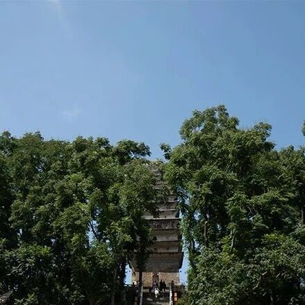 乐言乐语 | 芳菲歇去何须恨 夏木阴阴正可人