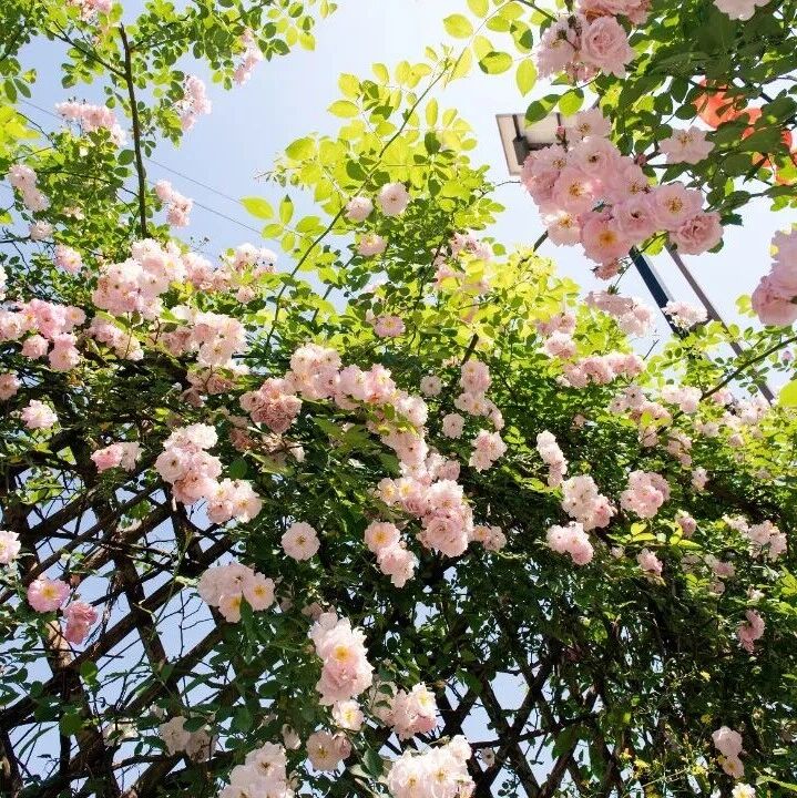 出片率超高!乐山瀑布花墙又“上新”啦,大多免费~