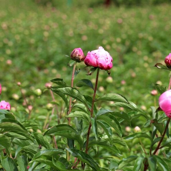 “花样”致富,洪山镇芍药种出好“钱”景——
