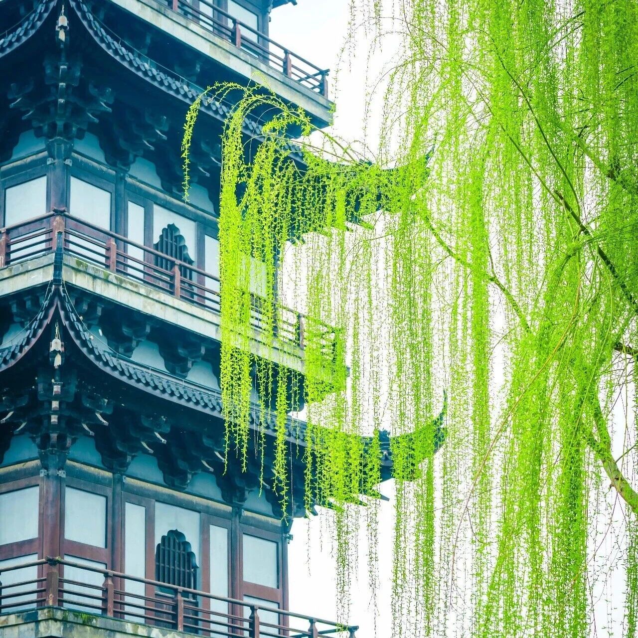 右滑,乌镇的“绿”分你一半