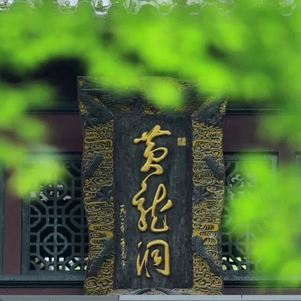 一年一遇!黄龙洞杜鹃盛放,戏韵伴花香