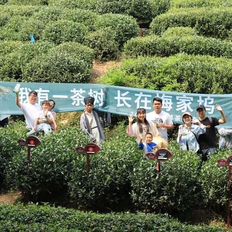 上过央视的“茶园主”来了:4月,在西湖边拥有一棵自己的茶树