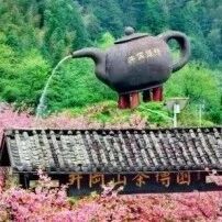 红韵井冈・茶香满园 | 2026 井冈山首届春茶采摘季,邀你赴一场春日茶约!