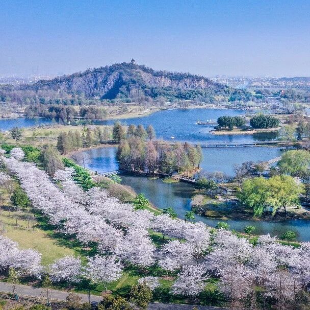 【辰山樱花季·民意征集】你的满意,是我们下次更好的底气!