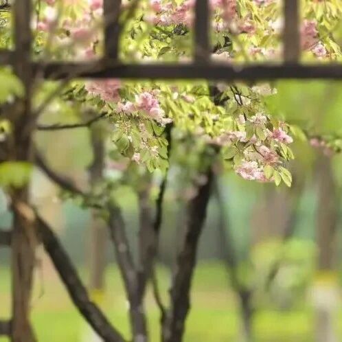 不止樱花!定格东湖限定春日,每一幕都超心动~