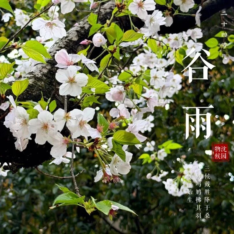 【沈园物候】谷雨·烟雨如丝