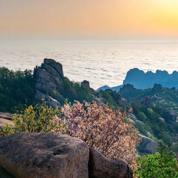 2026山东省旅发大会启幕,崂山好风光、新势能精彩出圈!