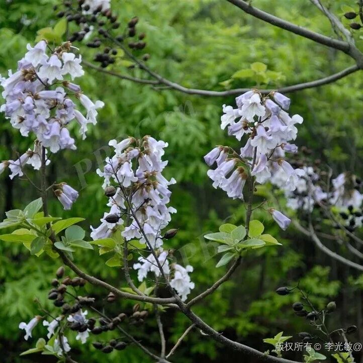 自然教育 | 泡桐——承载着乡土记忆与生态智慧的“平民之树”