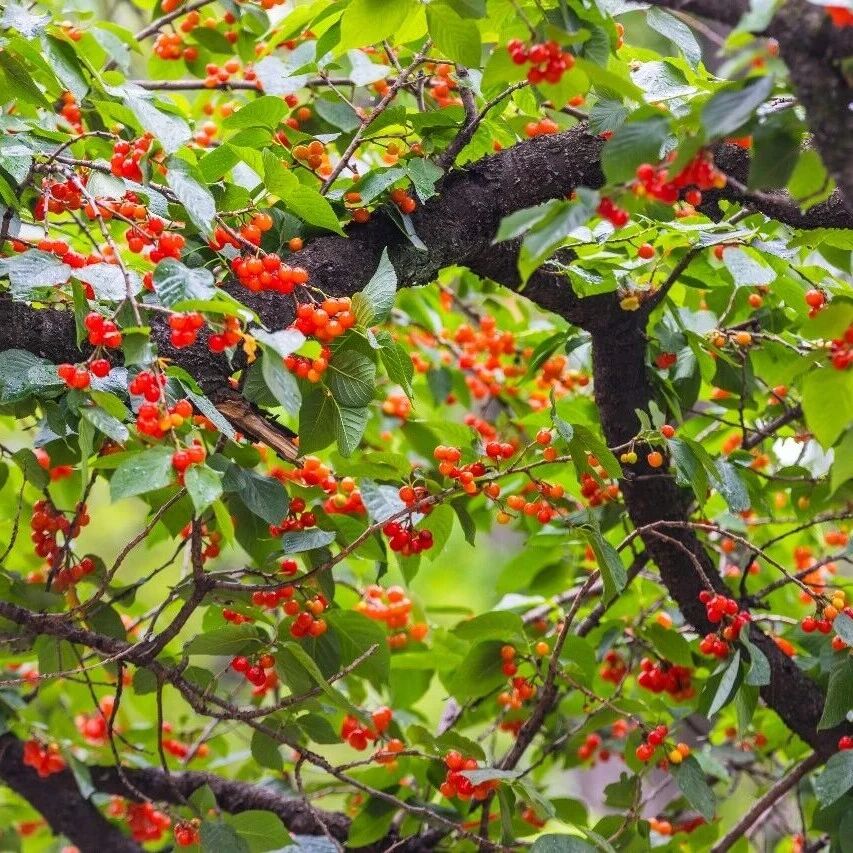 樱洲主角,正式亮相!