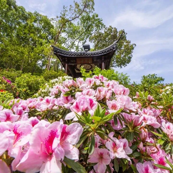 原来还有这个赏花秘境?!