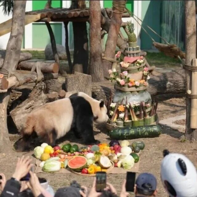 冰城萌宝庆生辰!太阳岛大熊猫馆“芝士”、“芝麻”九周岁生日会圆满举办