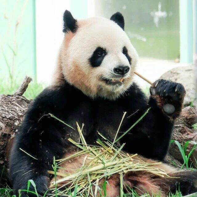 给“芝士”“芝麻”过生日啦!三大征集活动开启,邀你共赴国宝生日之约