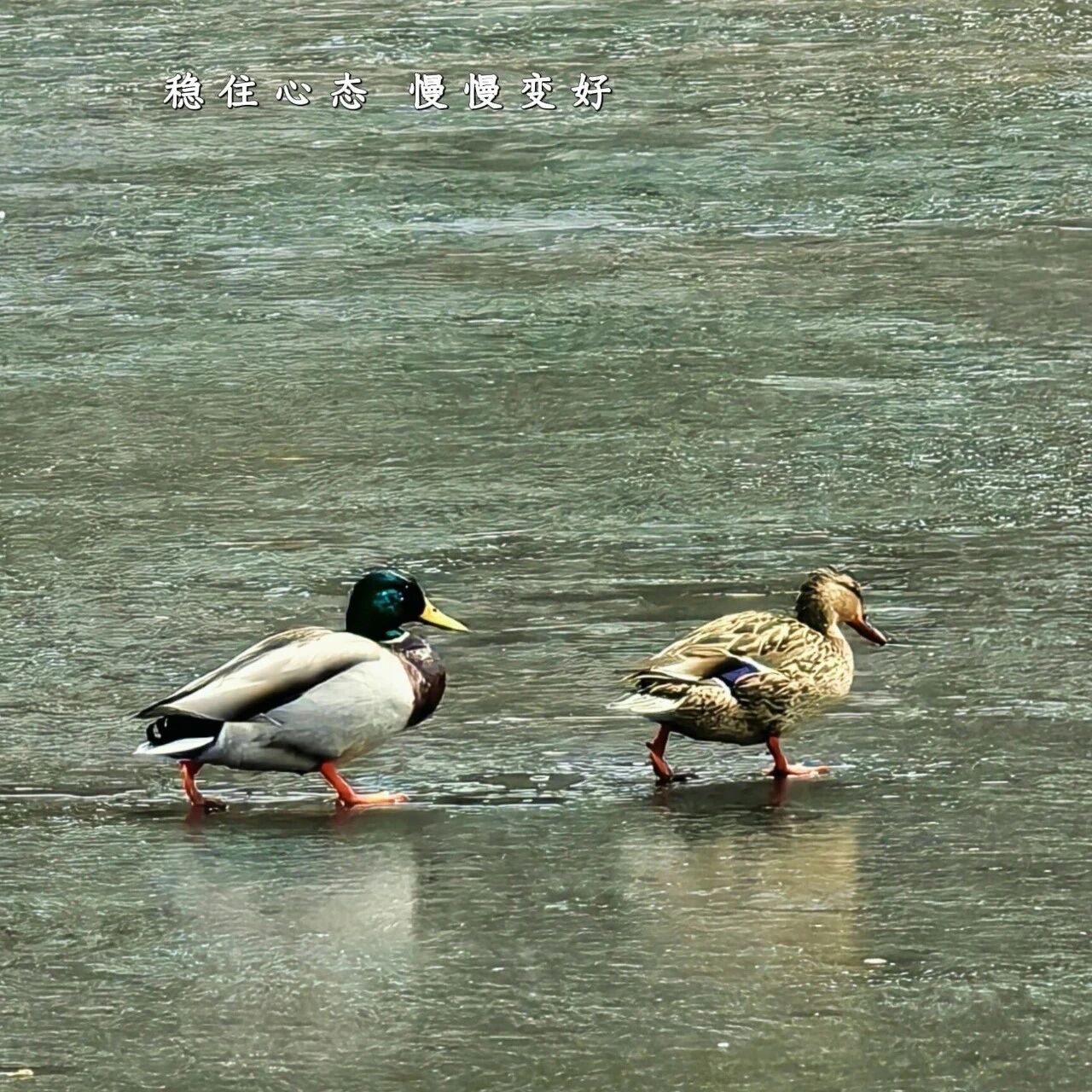 早安 ·我的阿勒泰 | 稳住心态,慢慢变好。