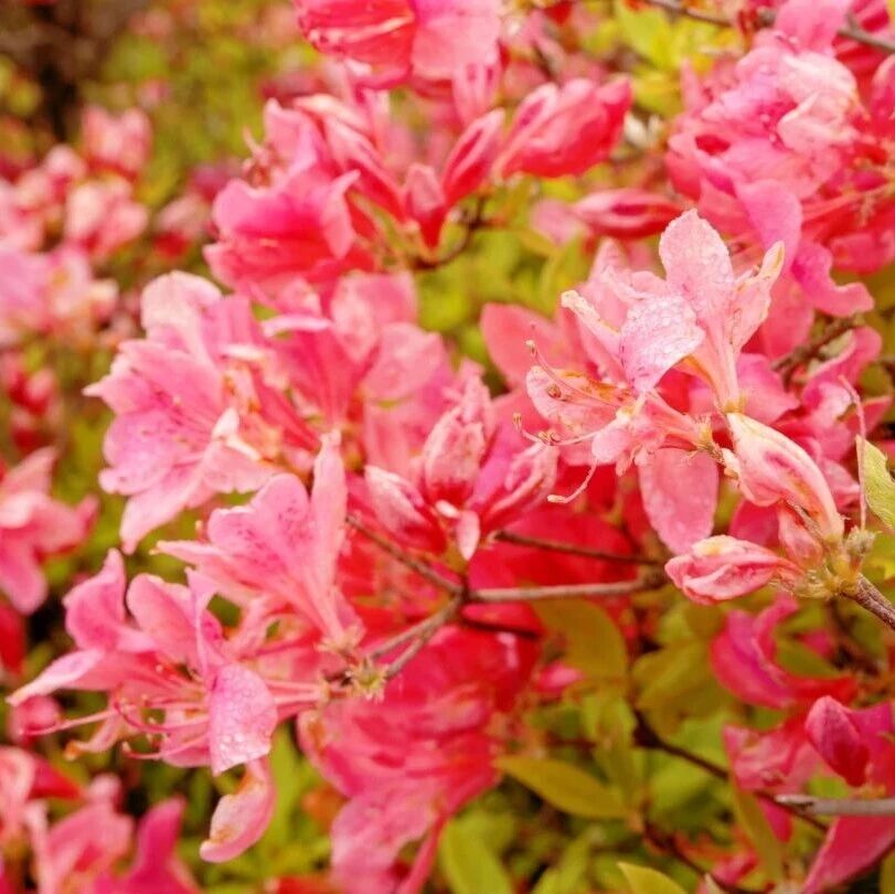 花海实况 | 晴空万里花似海,人潮共赴春之约!
