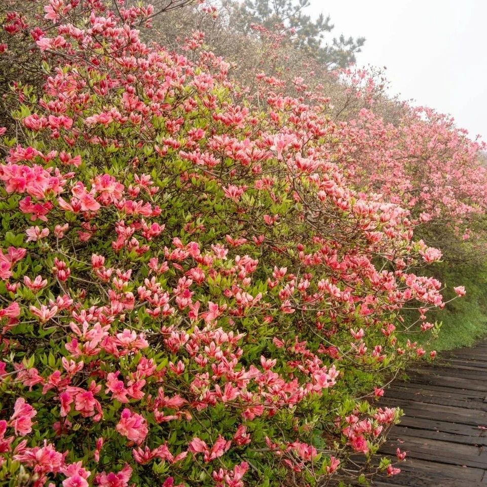 花海实况 | 花期已至,赏花正当时~