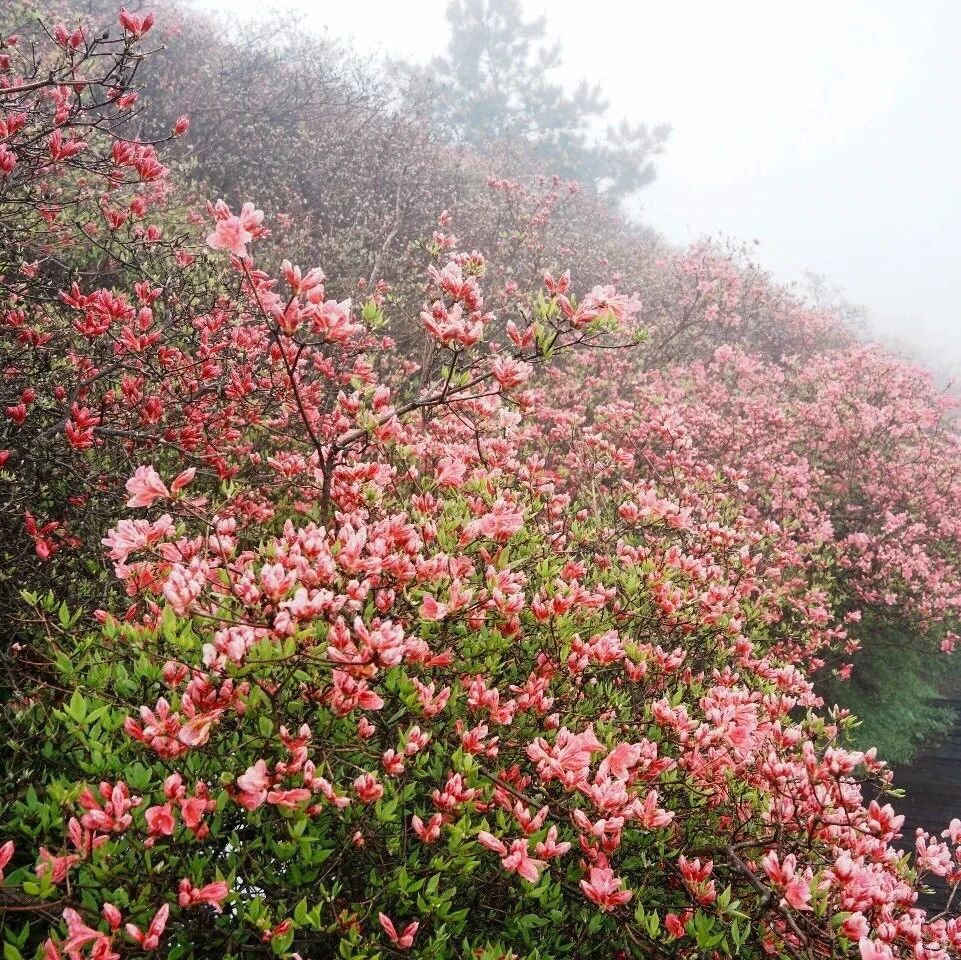 花海实况 | 雨后初晴,最美红飘带正在铺展~