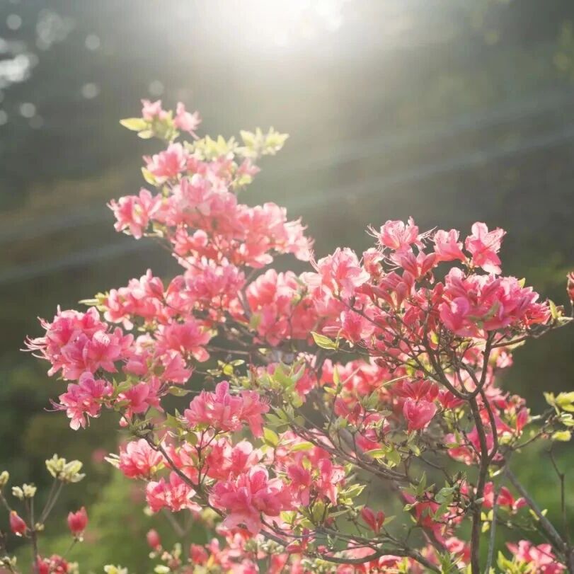 龟峰山景区 | 今日花海实拍