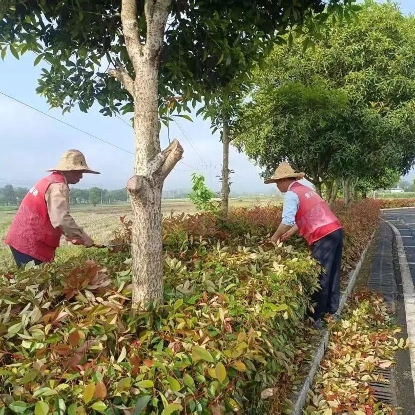 修剪绿篱 美化环境
