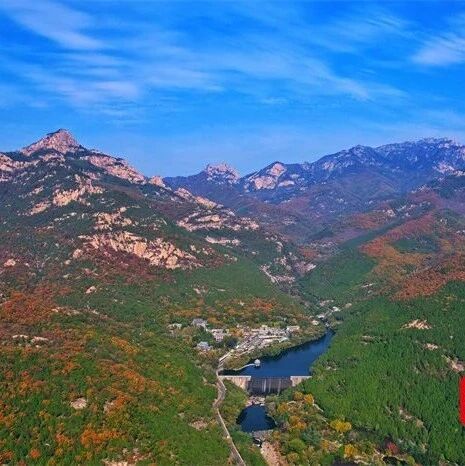 青山绿水间 百鸟自在鸣 泰山生态蝶变书写“飞羽传奇”