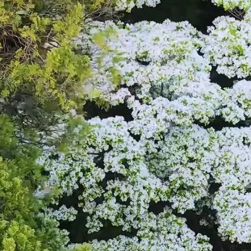 泰山三阳观流苏繁花胜雪