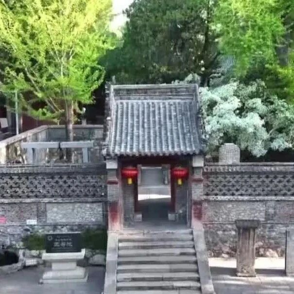 山东泰安:流苏花开如云似雪
