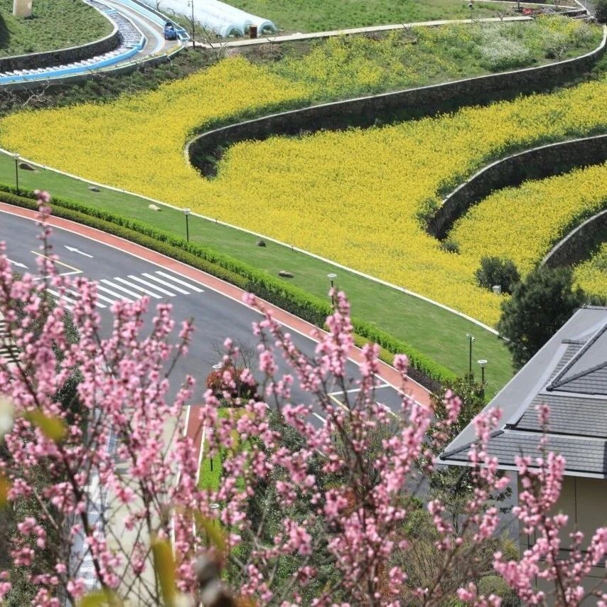 「朝花溪拾」启幕,赏映山红、游玫瑰园,10 大玩法等你来嗨!