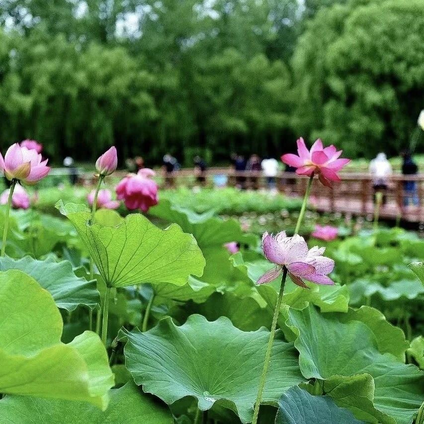 先睹为快,来看看亮相荷花展览的这些“大明星”吧~~~