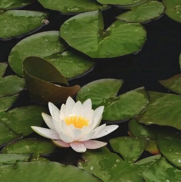 一池清梦醒,半湖睡莲开|红荷湿地的五一、春假邀约~~~