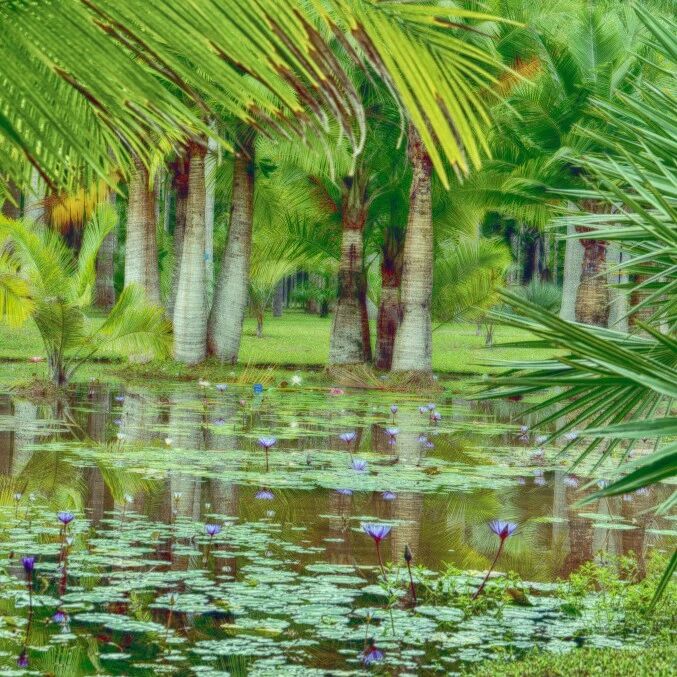 五一欢享|版纳植物园邀你赴一场雨林之约,打卡、疗愈、领礼一站式解锁!