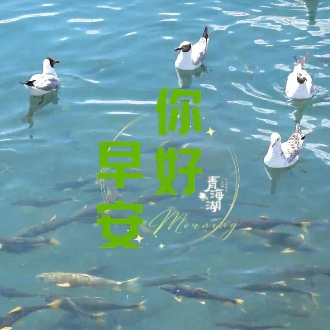 你好·青海湖 每日湖小札