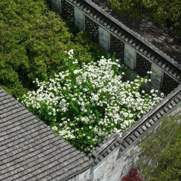 在周庄的春日允许你“花心”