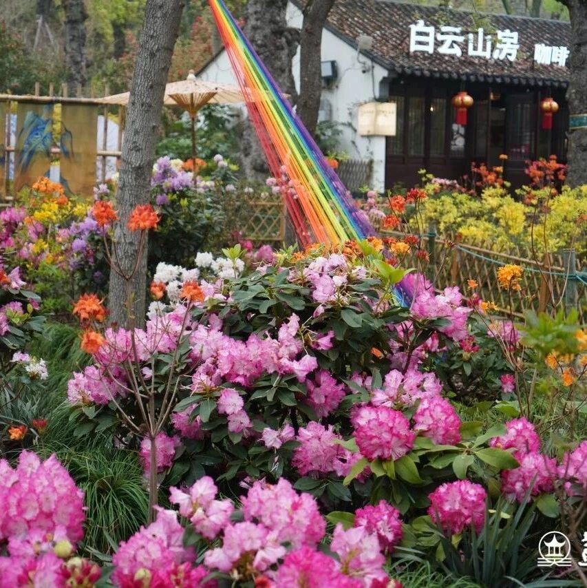 惠民活动招募 | 天平山杜鹃簪花手作体验