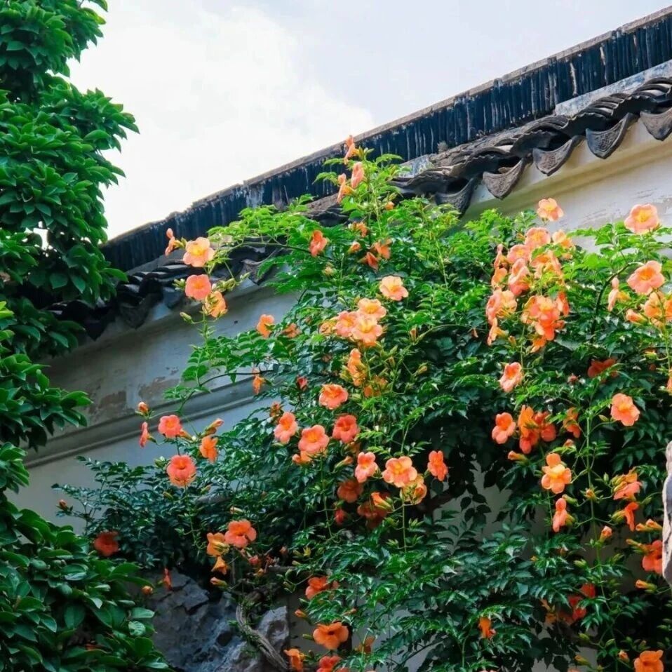 惠民活动招募 | 走进攀缘植物的奇妙世界,感受大自然“向上”的力量