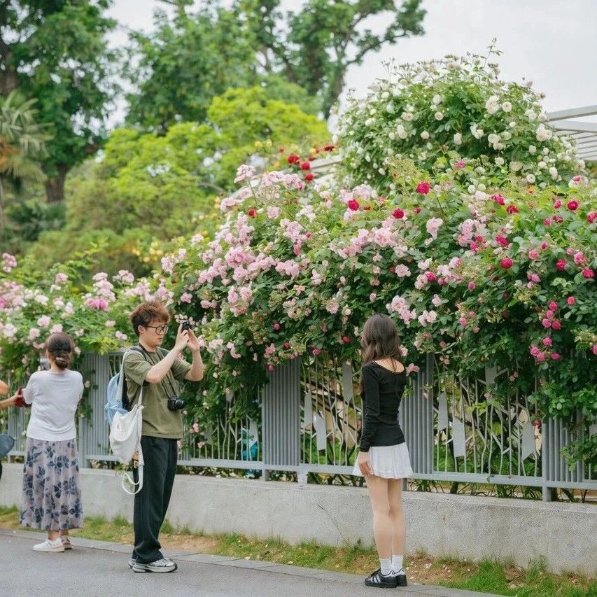 超出片!春日最美“背景板”,在这里!