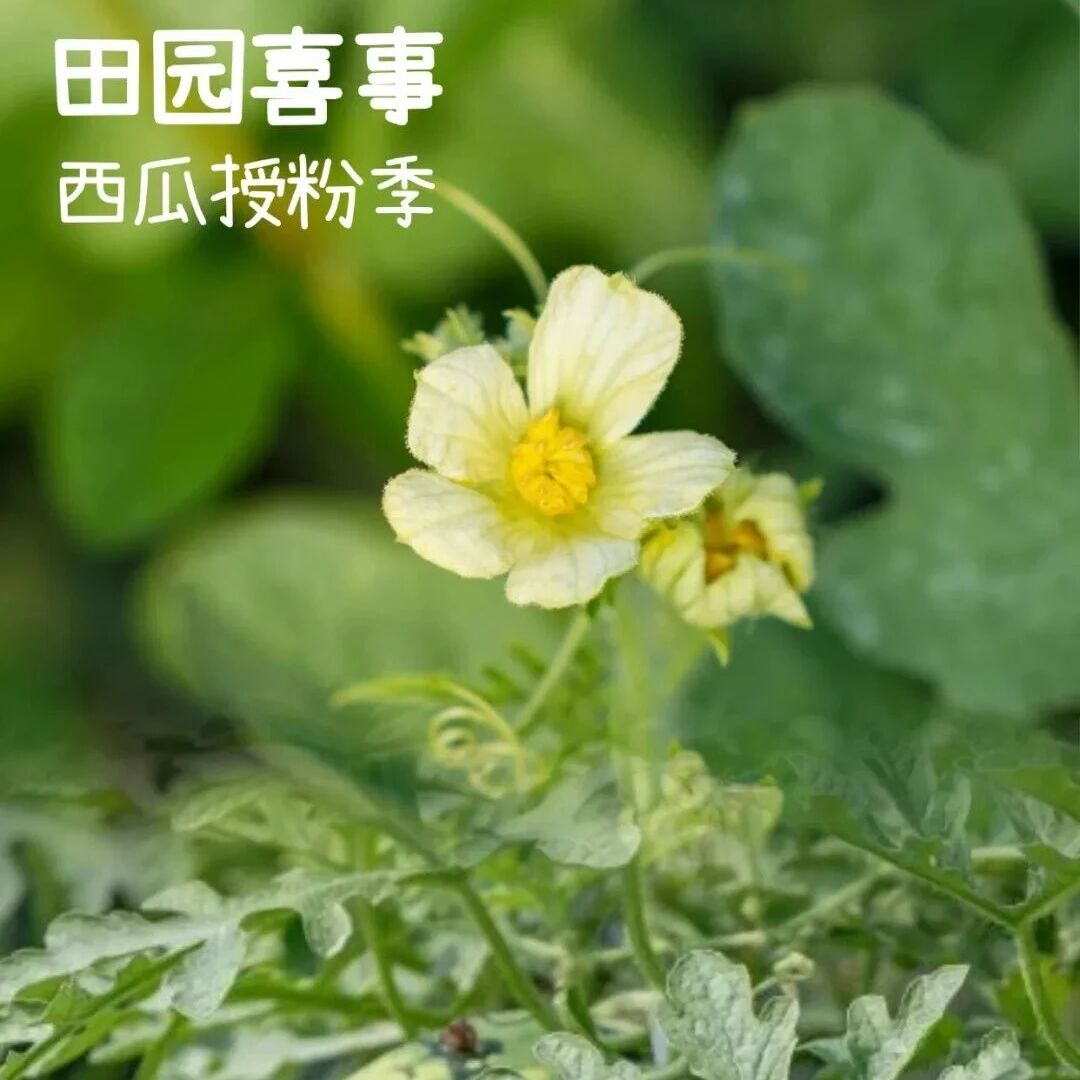 普陀山福田西瓜 “结婚” 啦!8424 良种授粉共富万家