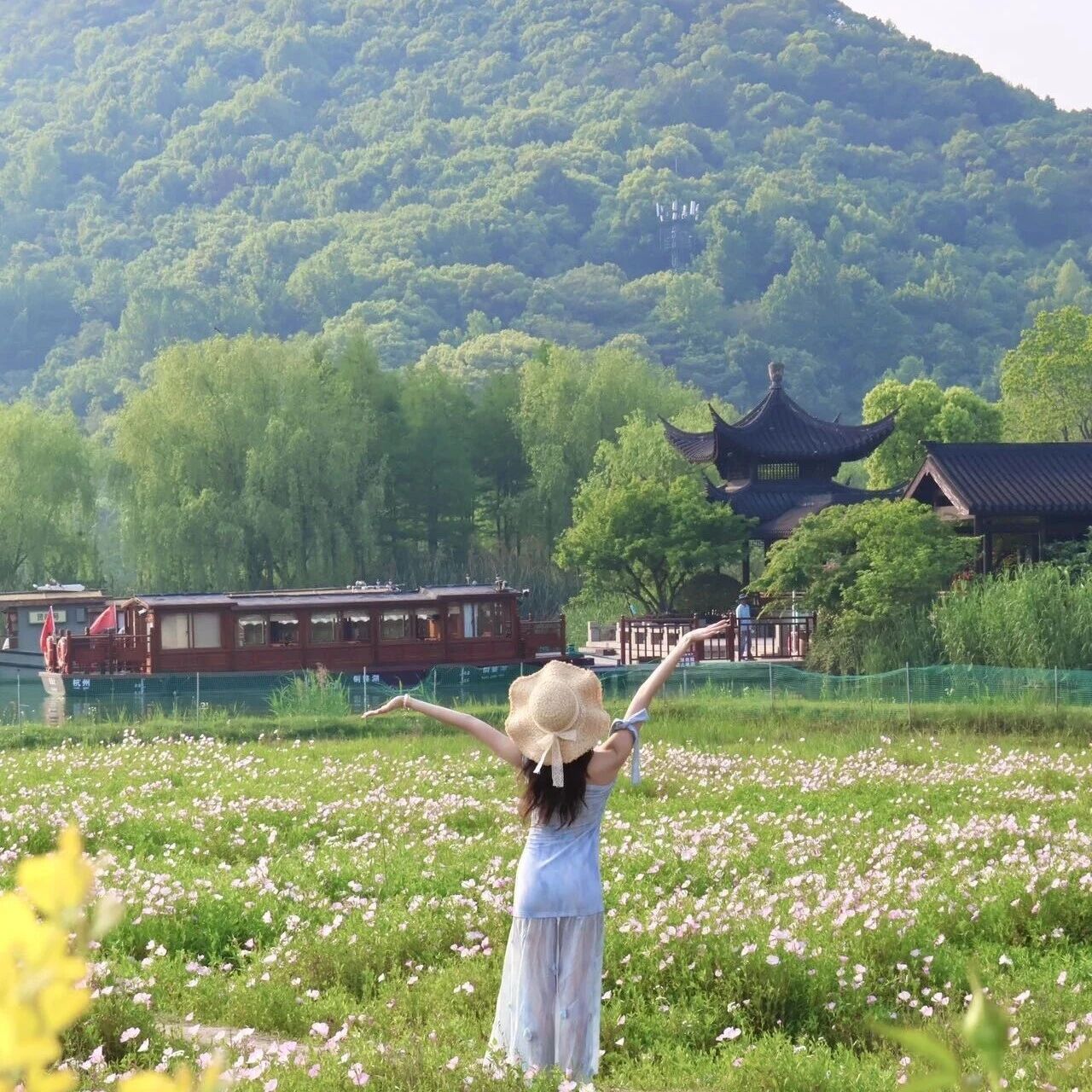 杭州的春天,沦陷在铜鉴湖这片粉色月见草里