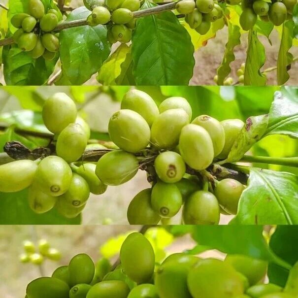 公园咖啡季 | 云萝植物园里一缕缕咖啡香