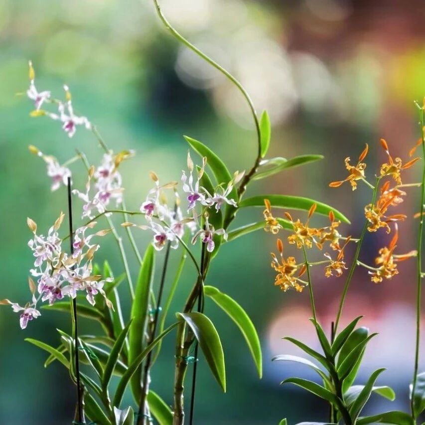 云溪兰影|诗意赏花慢时光