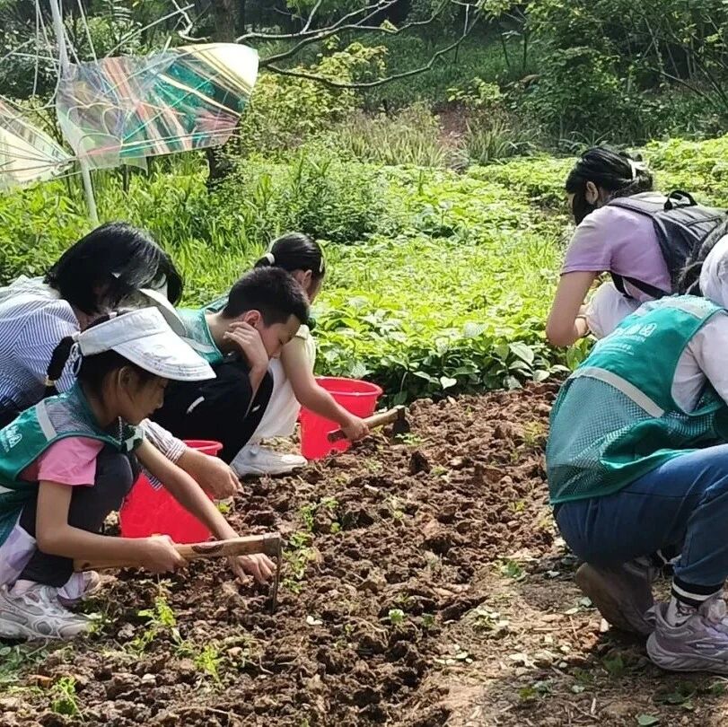 白云山森林健身房,森林营造队用汗水改变森林!|醉蝶花海种植圆满收官!