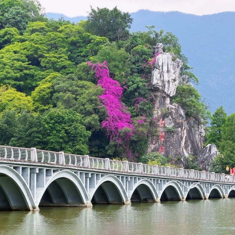 美爆全国!七星岩三角梅【花海瀑布】惊艳初夏