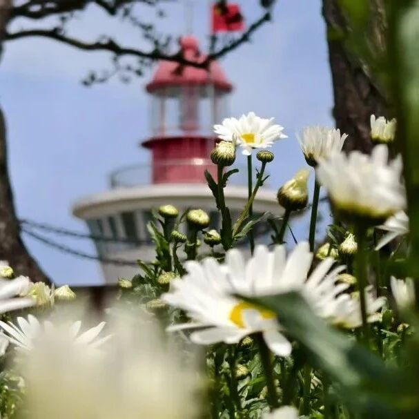 乐享春假 嗨玩五一丨速来!这里的花花美出圈!