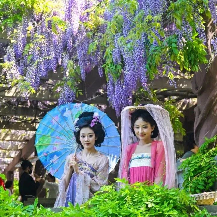 美出圈!南山景区紫藤成瀑,文化雅集氛围感拉满!