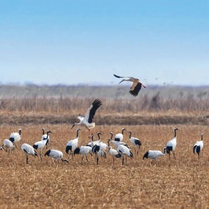 盘锦红海滩 | 每一场盛大的绚烂,都始于春日的默默生长