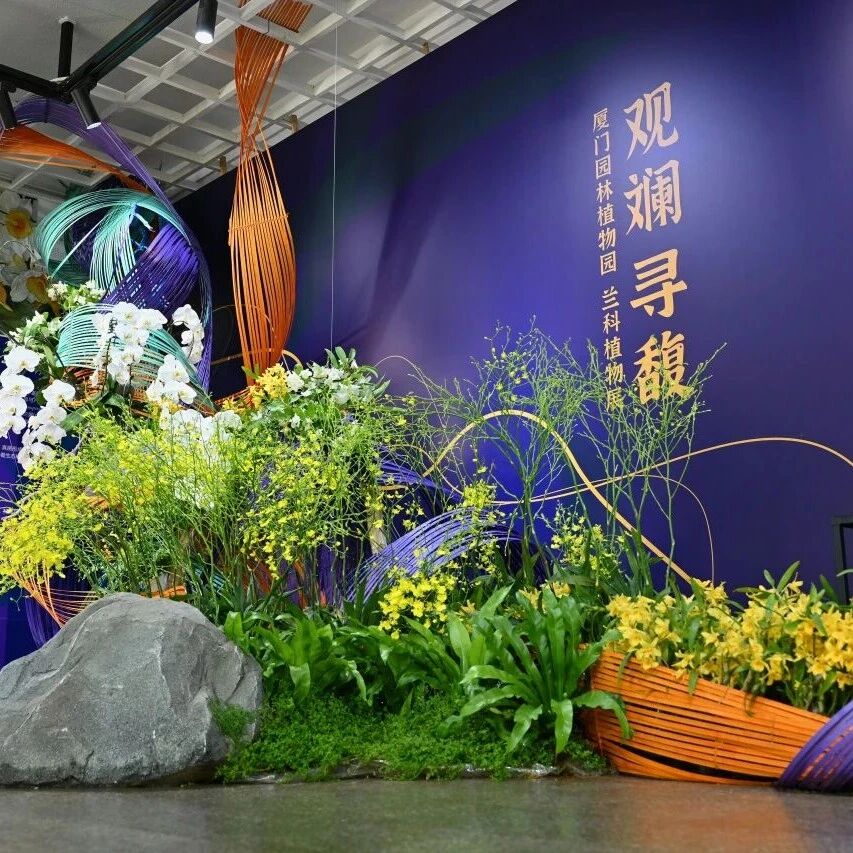 繁花次第,香雾满蹊:假期时光里,来百花厅聆听兰花绽放的清音