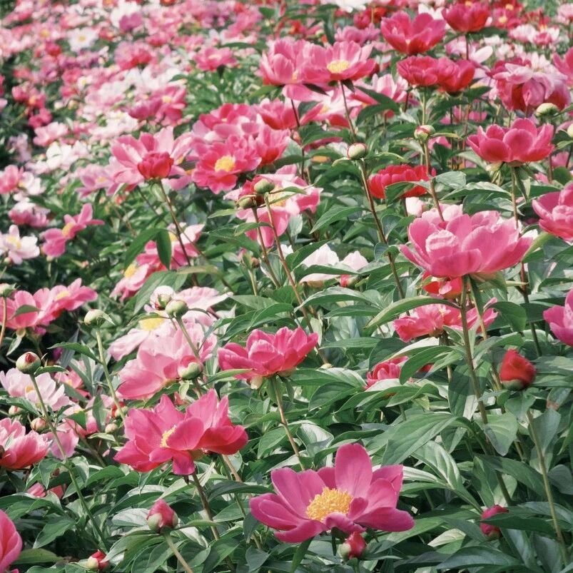 五月花神已至,赴一场芍药的春日之约
